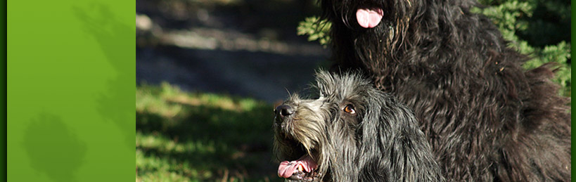 pastore bergamasco