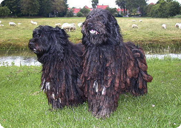 esemplare pastore bergamasco