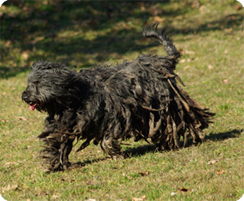 esemplare pastore bergamasco