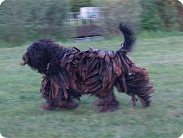 esemplare pastore bergamasco