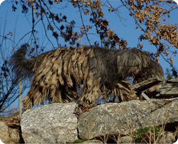 esemplare pastore bergamasco