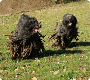 esemplare pastore bergamasco