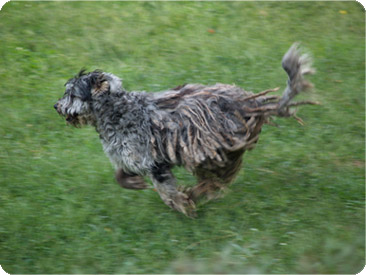 esemplare pastore bergamasco