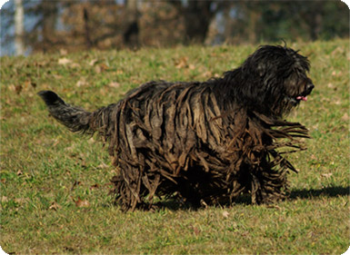 esemplare pastore bergamasco