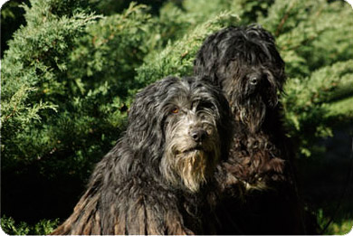 esemplare pastore bergamasco