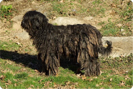 esemplare pastore bergamasco