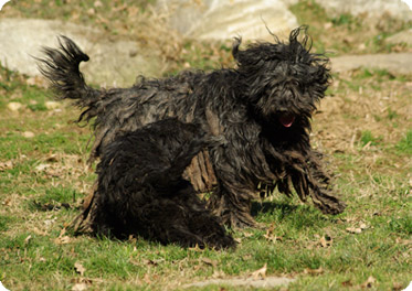 esemplare pastore bergamasco