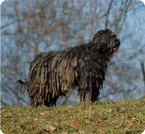 esemplare pastore bergamasco