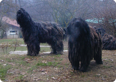 esemplare pastore bergamasco